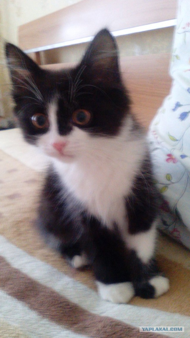 Котовторник 07.06.2016