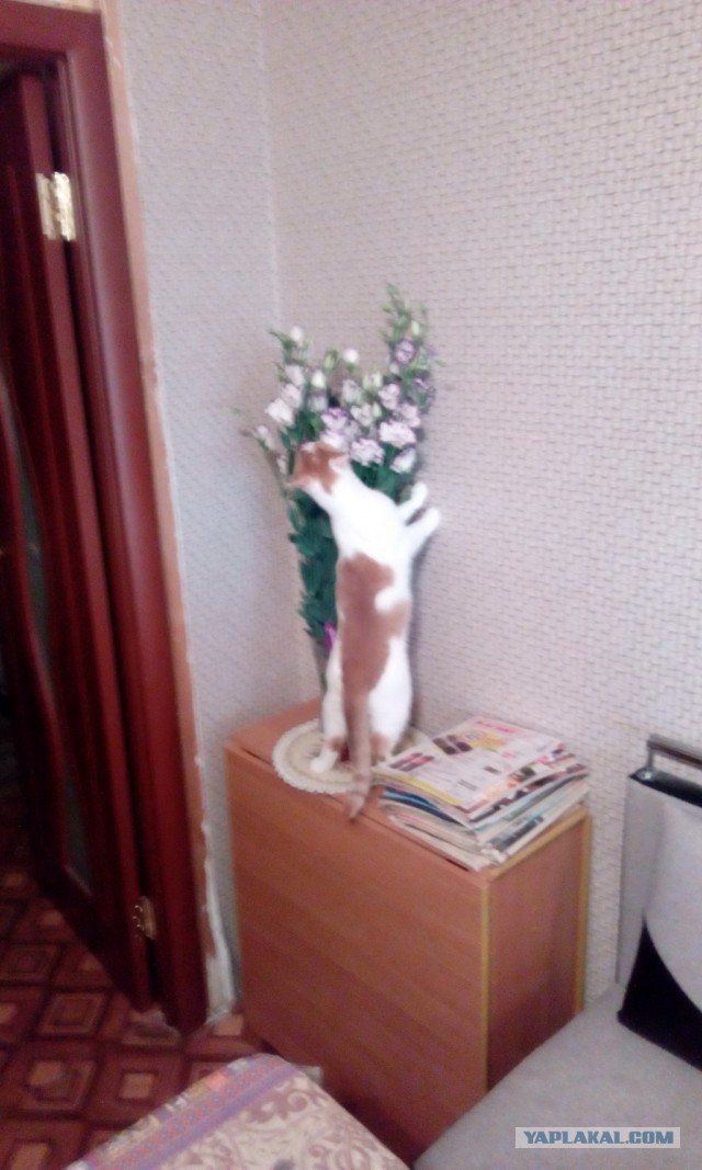 Кот мешает читать ЯП