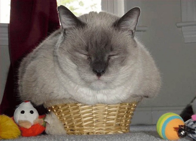 Коробочные коты или кошачий склад