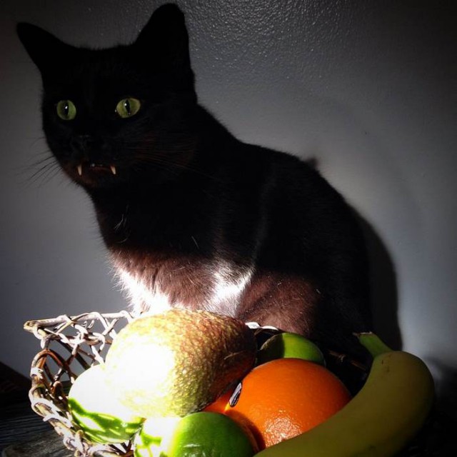 Коты и Кошки
