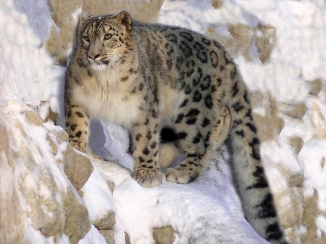 Коты и Кошки