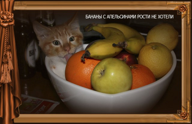 Сказка Репка диафильм (к котовторнику)