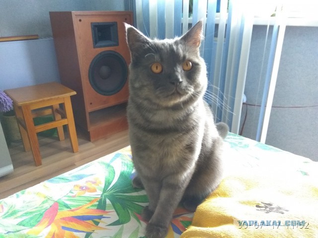 Котовторник 1.08.17