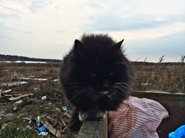 Коты и Кошки