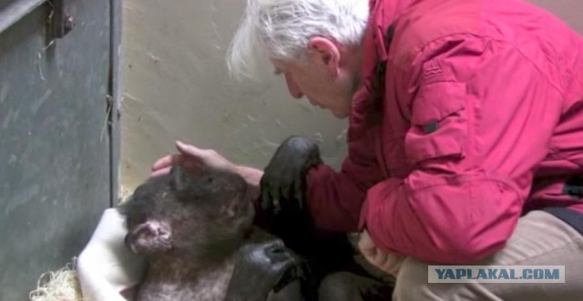 59-летняя умирающая шимпанзе ничего не ела, но она услышала голос своего старого друга