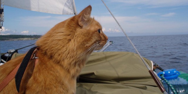 Поляк семь месяцев дрейфовал в океане в компании кота