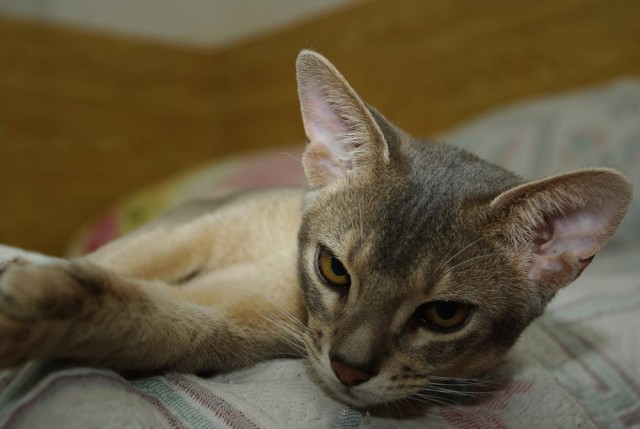 Забыли котовторник? А вот он!