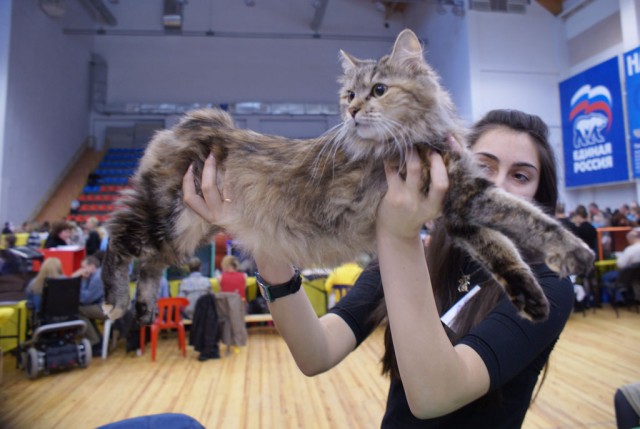 Выставка кошек
