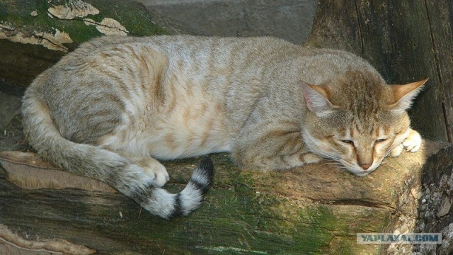 It's Catursday Fever! (Котовторник)