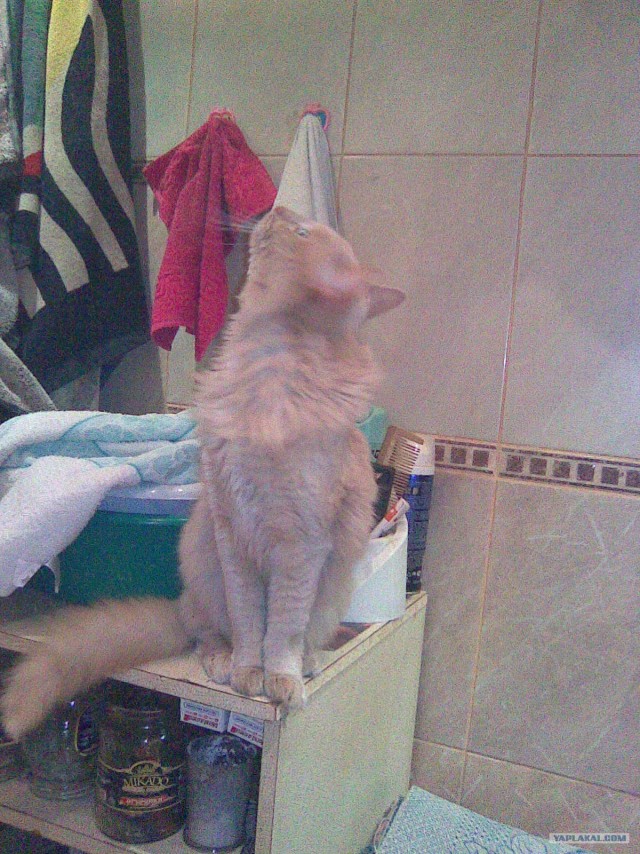 Ну и где ваш котовторник?