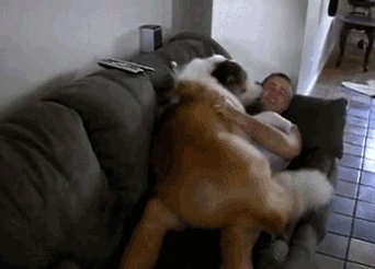 Совсем ручной песик!