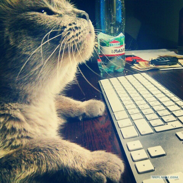 Котовторник 17.04.2012