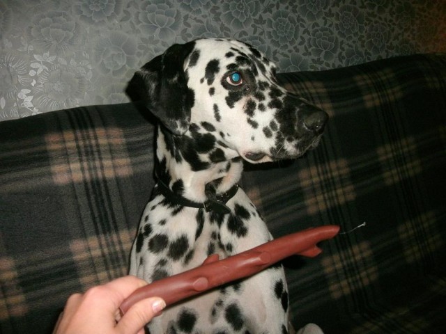 Собакочетверг!