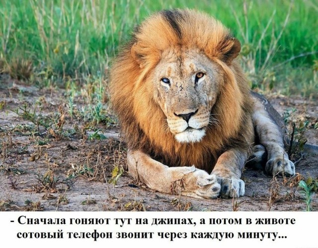 Нестандартный юмор