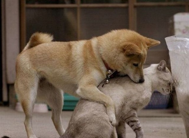 Уже не котовторник, но еще и не собакочетверг