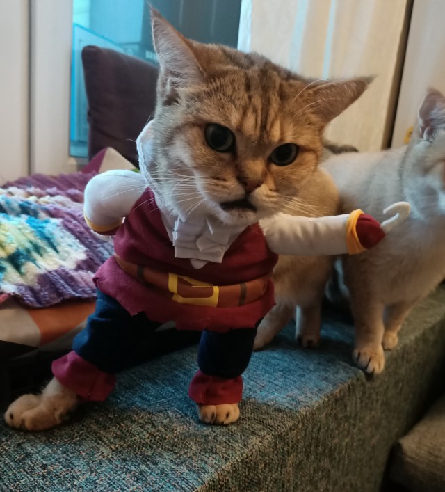 Котики