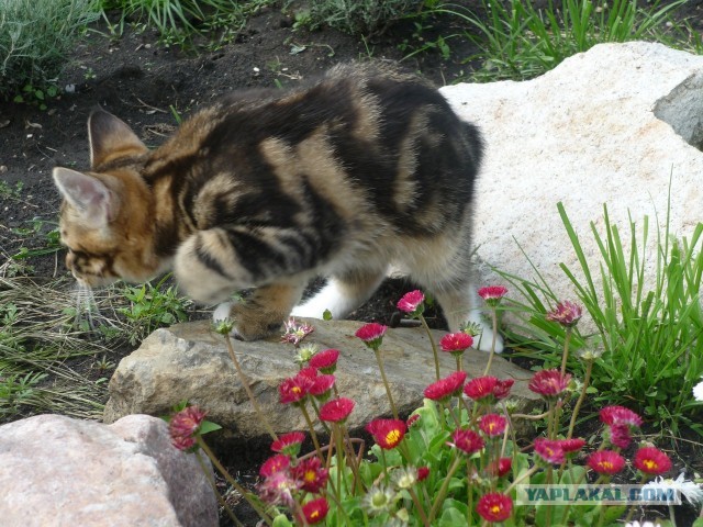 Коты, которые нас порадовали!