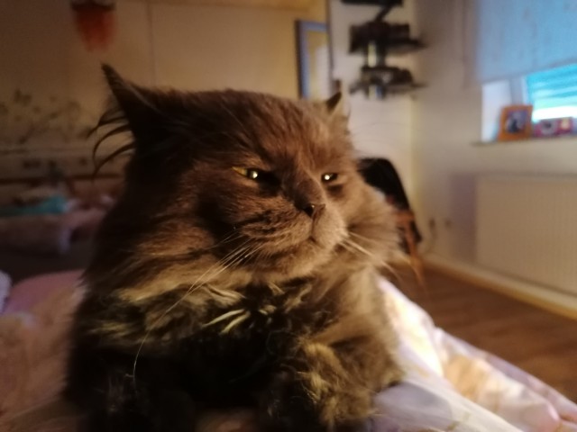 Я держался до последнего... но согласился на котенка