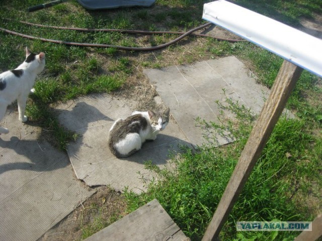 Жизнь домашнего приюта для котеек 299