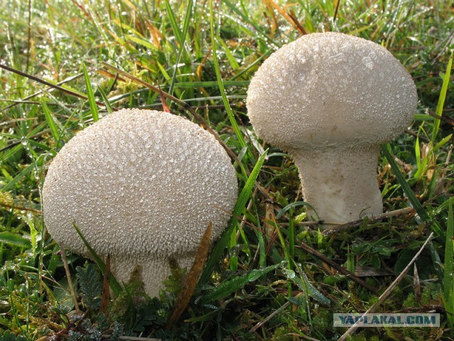 Рецепты приготовления  условно -съедобных грибов.