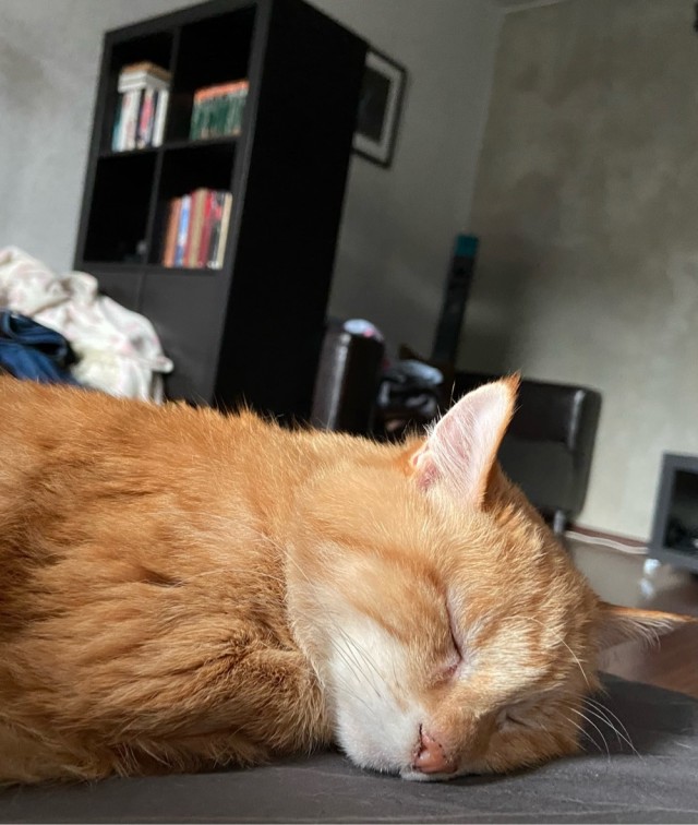 Вторник. Кото-вторник...