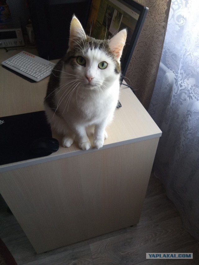 Жизнь домашнего приюта "Котоленд" 283