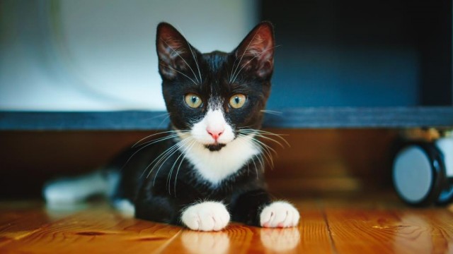 Последний котовторник лета