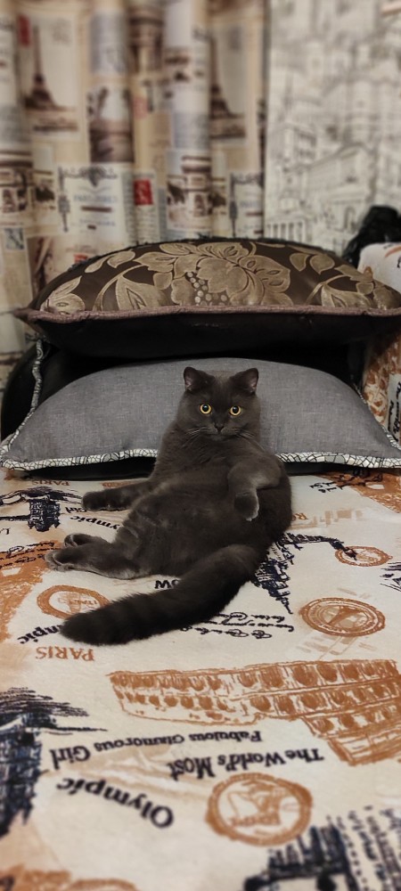 Солнце котовторника уже встало, Господа!