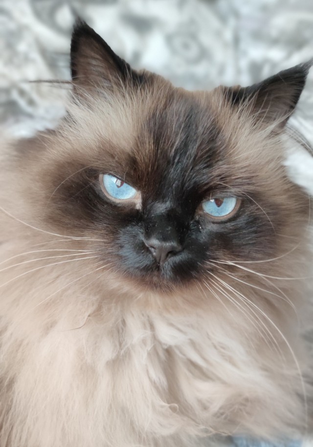 Котовторник. Февраль