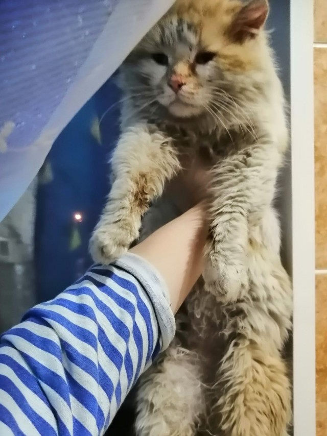 Кот загулял