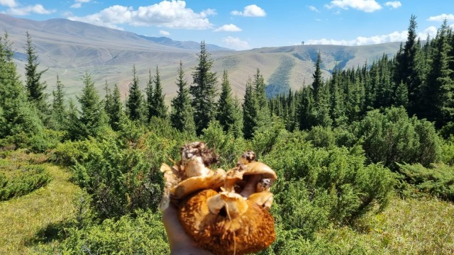 Кулинарная общалка