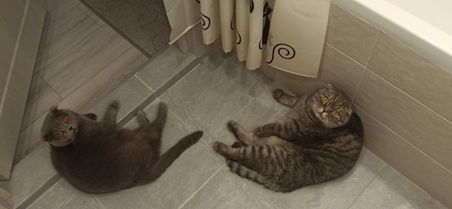 Помыть кошку