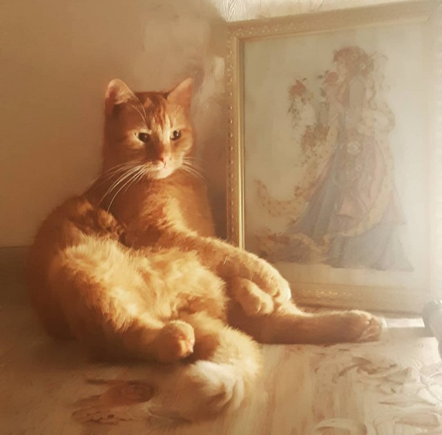 Я принес тебе дохлую мышь...