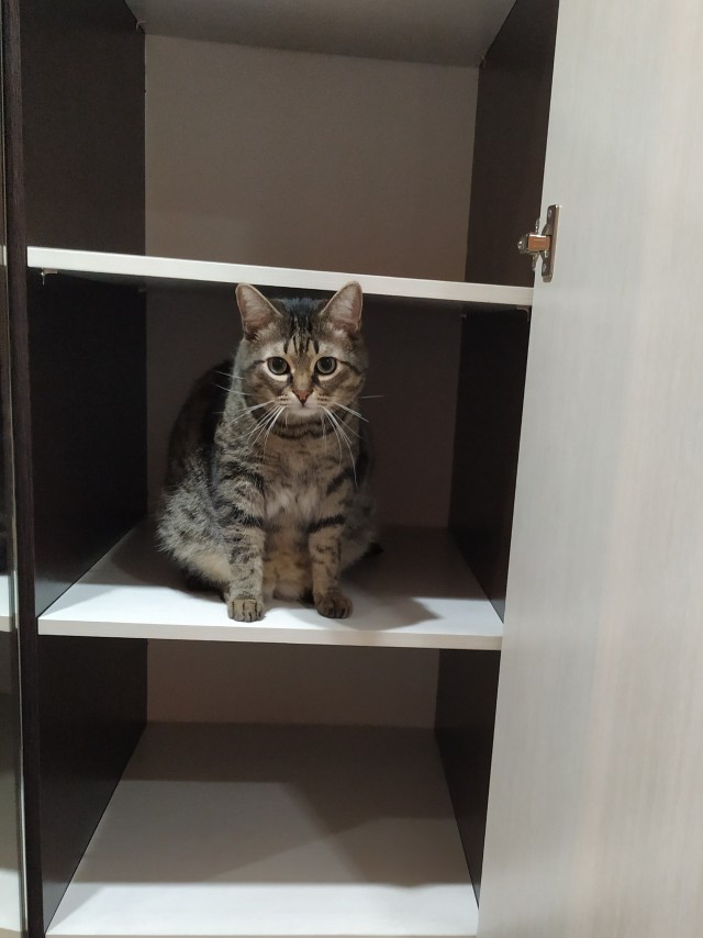 Мой котовторник