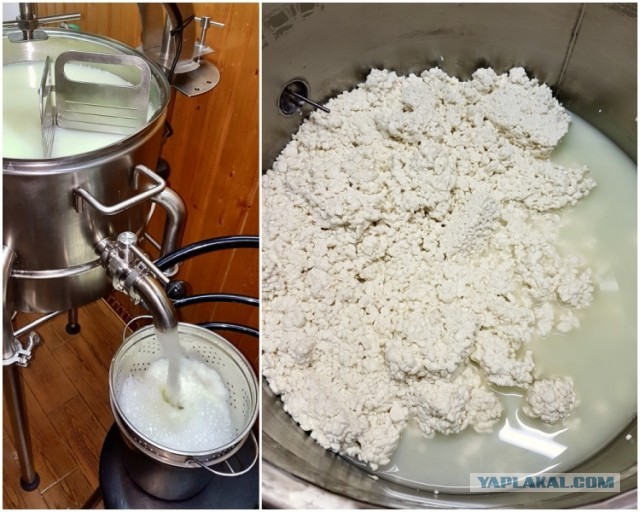 Сыр Маасдам