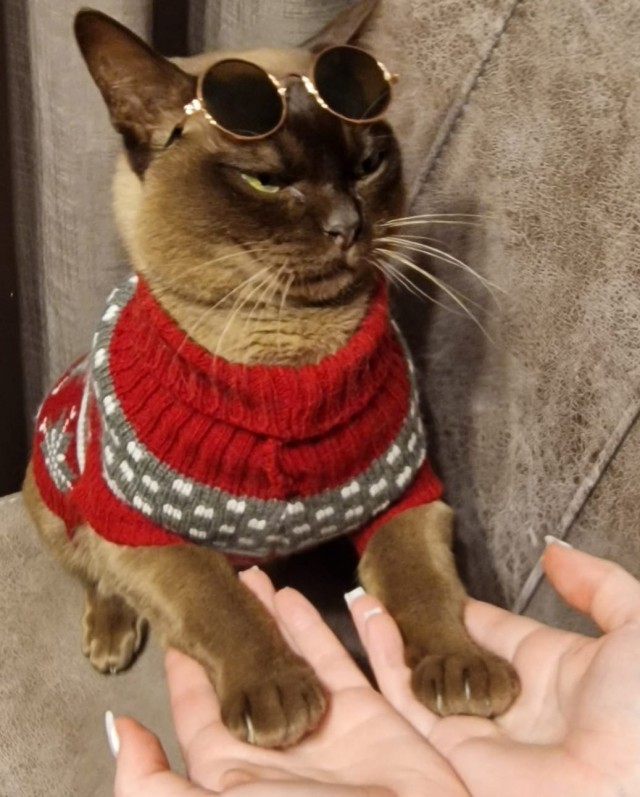 Кот и его сын