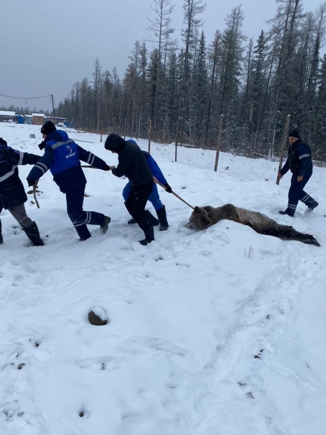 Пострадавшие от нападения медведя живы