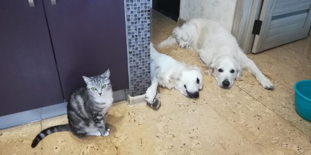 Девочка, которая не бросит