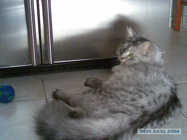 Котовторник  07.05.2013