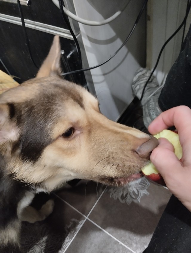 Собакочетверг