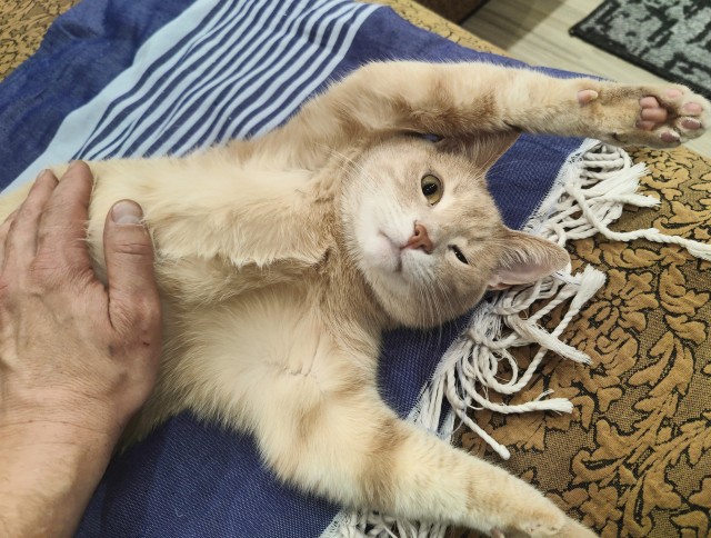 А в следующей жизни я хотел бы быть котом