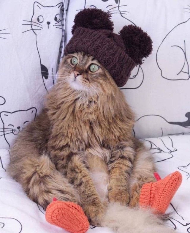 Котовторник в картинках