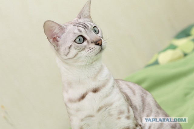 О бенгальских котах на наглядном примере