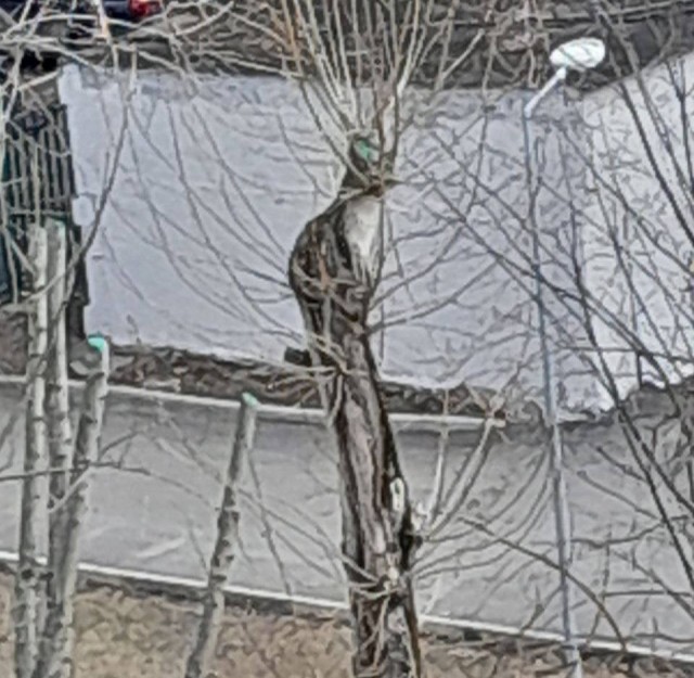 Видите кота, сидящего на дереве на улице Каргопольская?