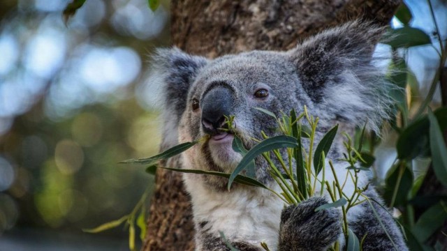Сотни коал расстреляли с вертолёта в Австралии. Санкцию выдало правительство штата.