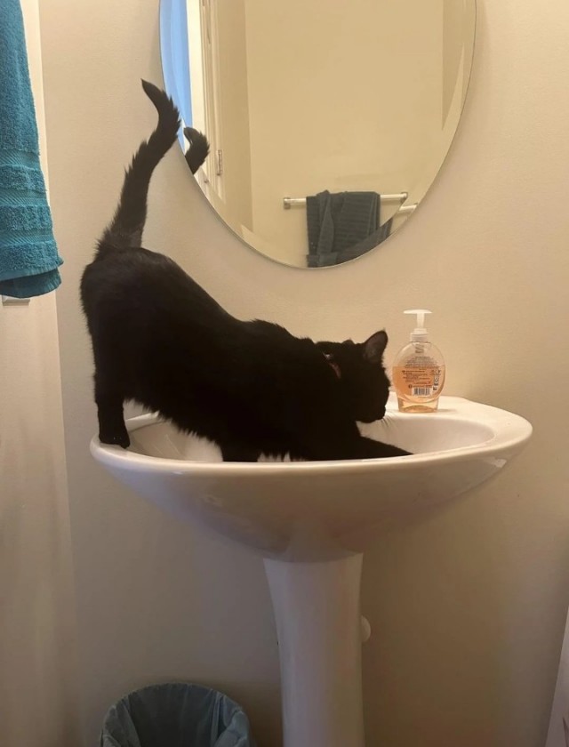 Кошки в санузле.