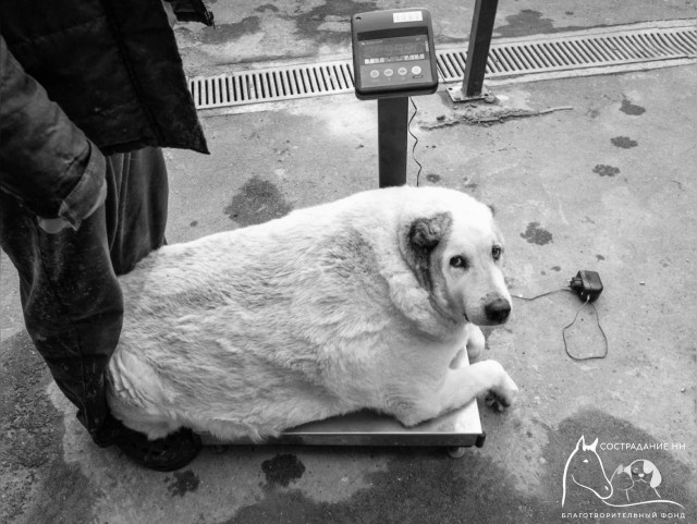 Умер пёс-пухляш по кличке Кругетс из Нижнего Новгорода.