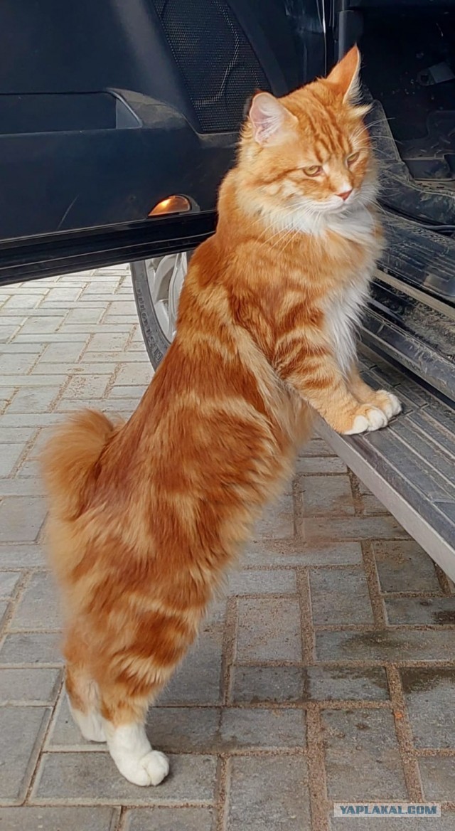 К предстоящему котовторнику