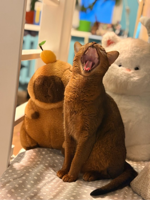 Котовторник.Наши модели