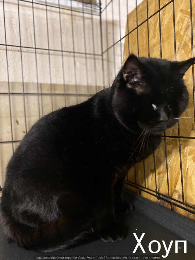 Жизнь домашнего приюта "Котоленд" 520